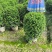 基地直销：福建茶球60-80-100cm出售