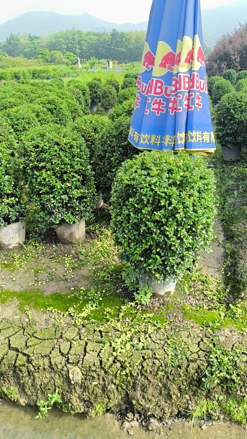 基地直销：福建茶球60-80-100cm出售