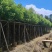 基地直销：香樟3-5-10-15-20分出售