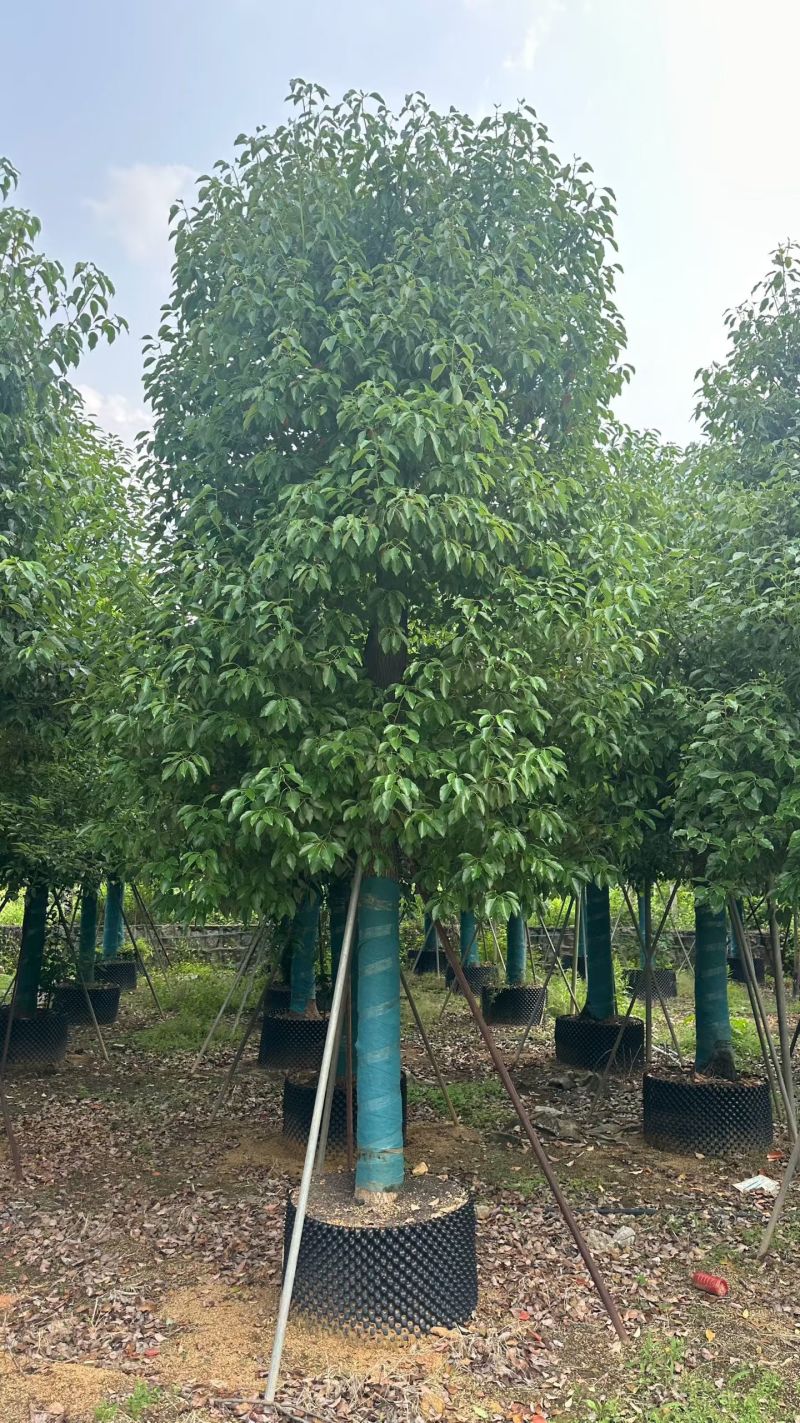 基地直销：香樟3-5-10-15-20分出售