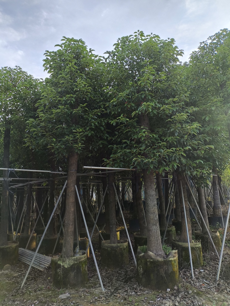 基地直销：香樟3-5-10-15-20分出售