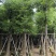 基地直销：香樟3-5-10-15-20分出售