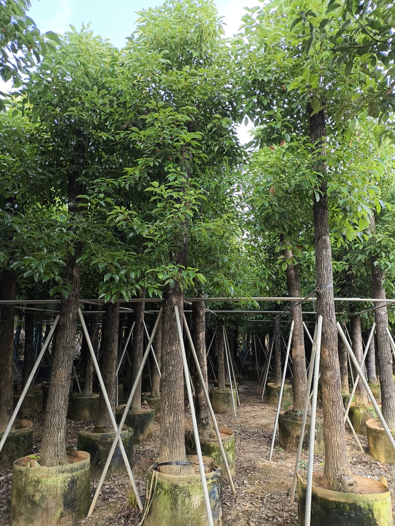 基地直销：香樟3-5-10-15-20分出售