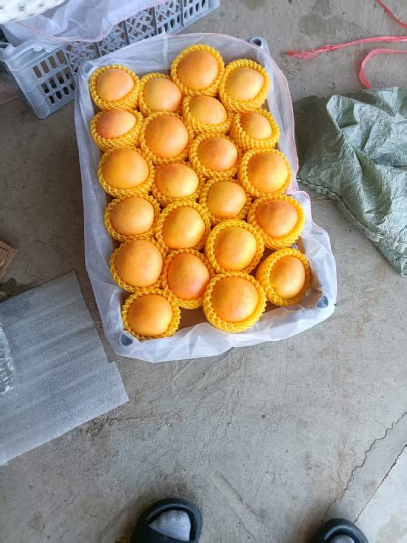 辽宁绥中中油8号，大量有货，现摘现发