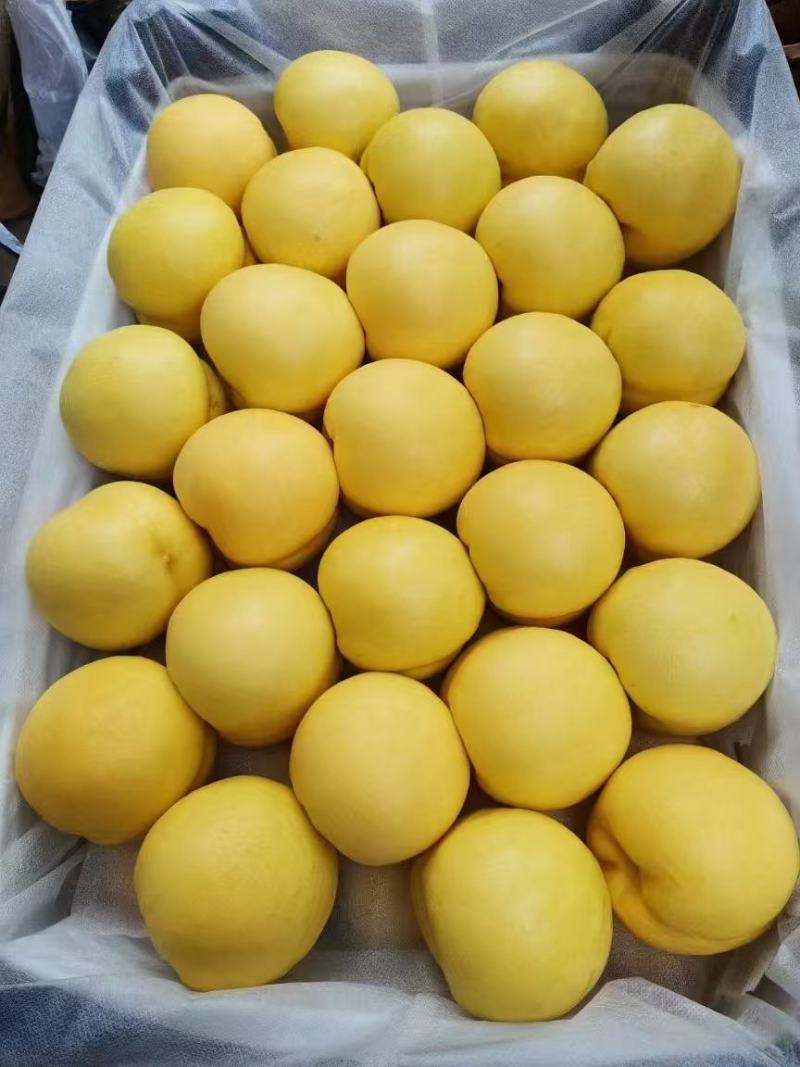 辽宁绥中中油8号，大量有货，现摘现发