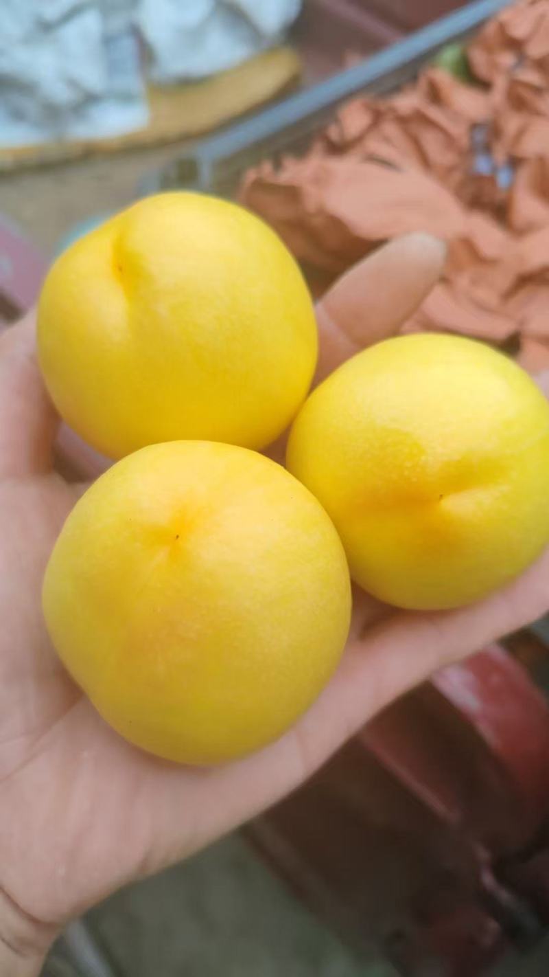 辽宁绥中中油8号，大量有货，现摘现发