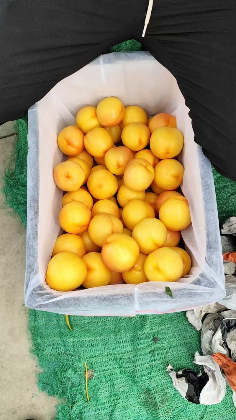 辽宁绥中中油8号，大量有货，现摘现发