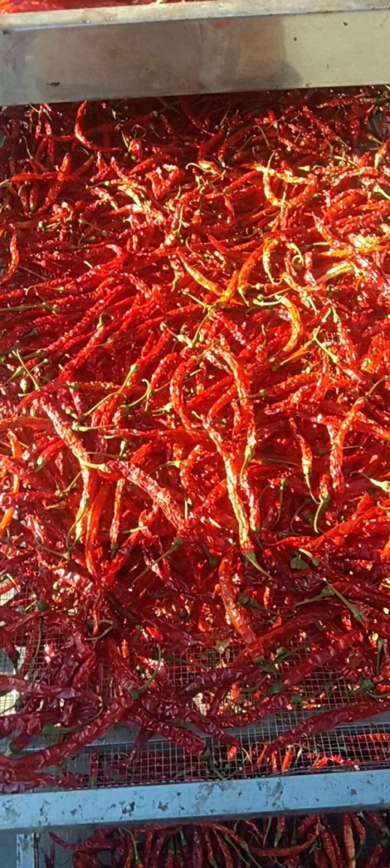 四川二荆条