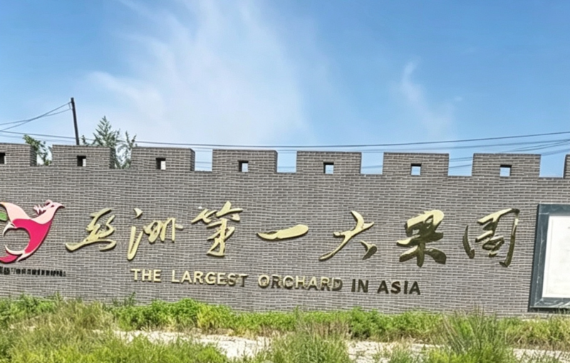 辽宁绥中大红袍李子，现摘现发，应季下树