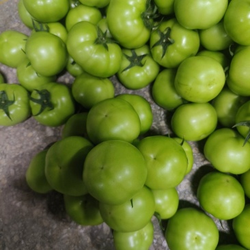 青西红柿大量上市,产地批发价,支持视频看货,欢迎订购