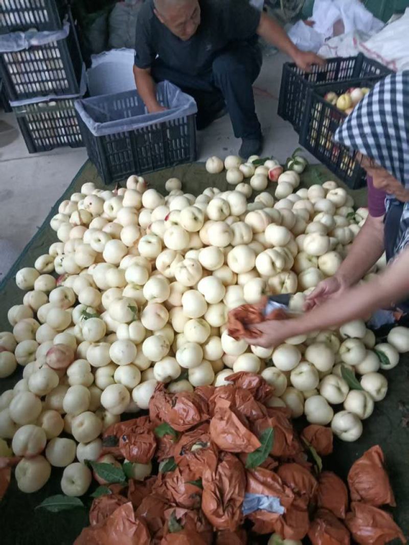 辽宁绥中，中油20白桃，应季下树。现摘现发