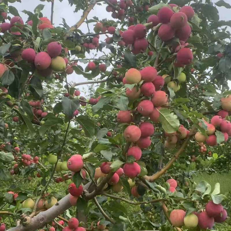 精品k9