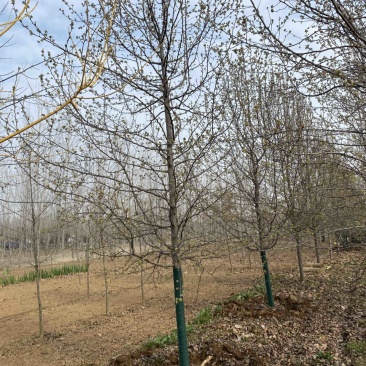 杜梨—山东基地清地处理
