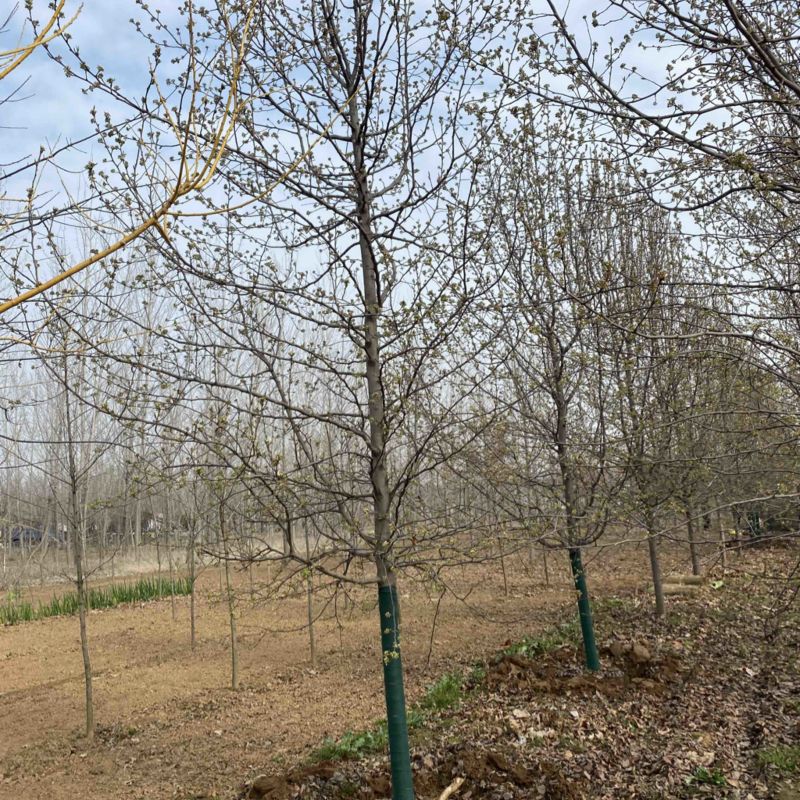杜梨—山东基地清地处理