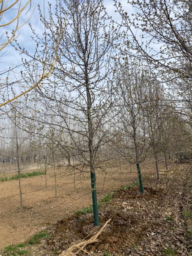 杜梨—山东基地清地处理