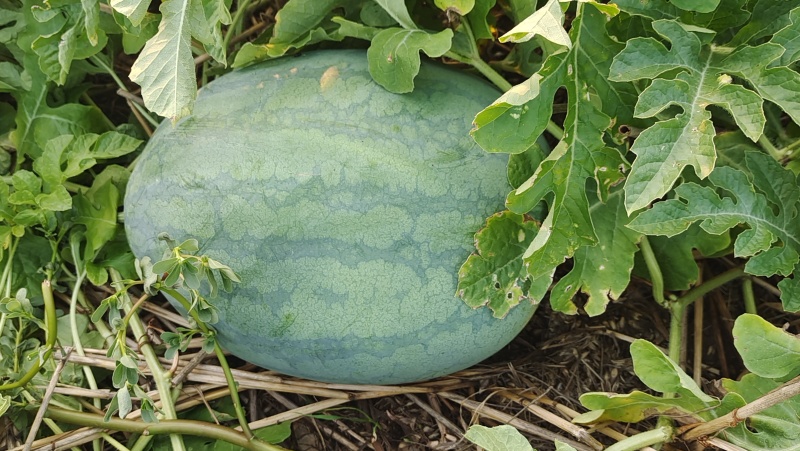 麒麟瓜（金城五号）