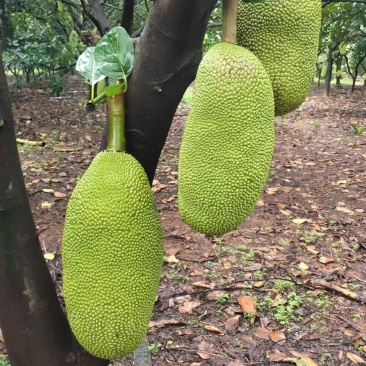 正宗广东菠萝蜜，本地、四季、无胶都有欢迎老板订购