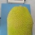 正宗广东菠萝蜜，本地、四季、无胶都有欢迎老板订购