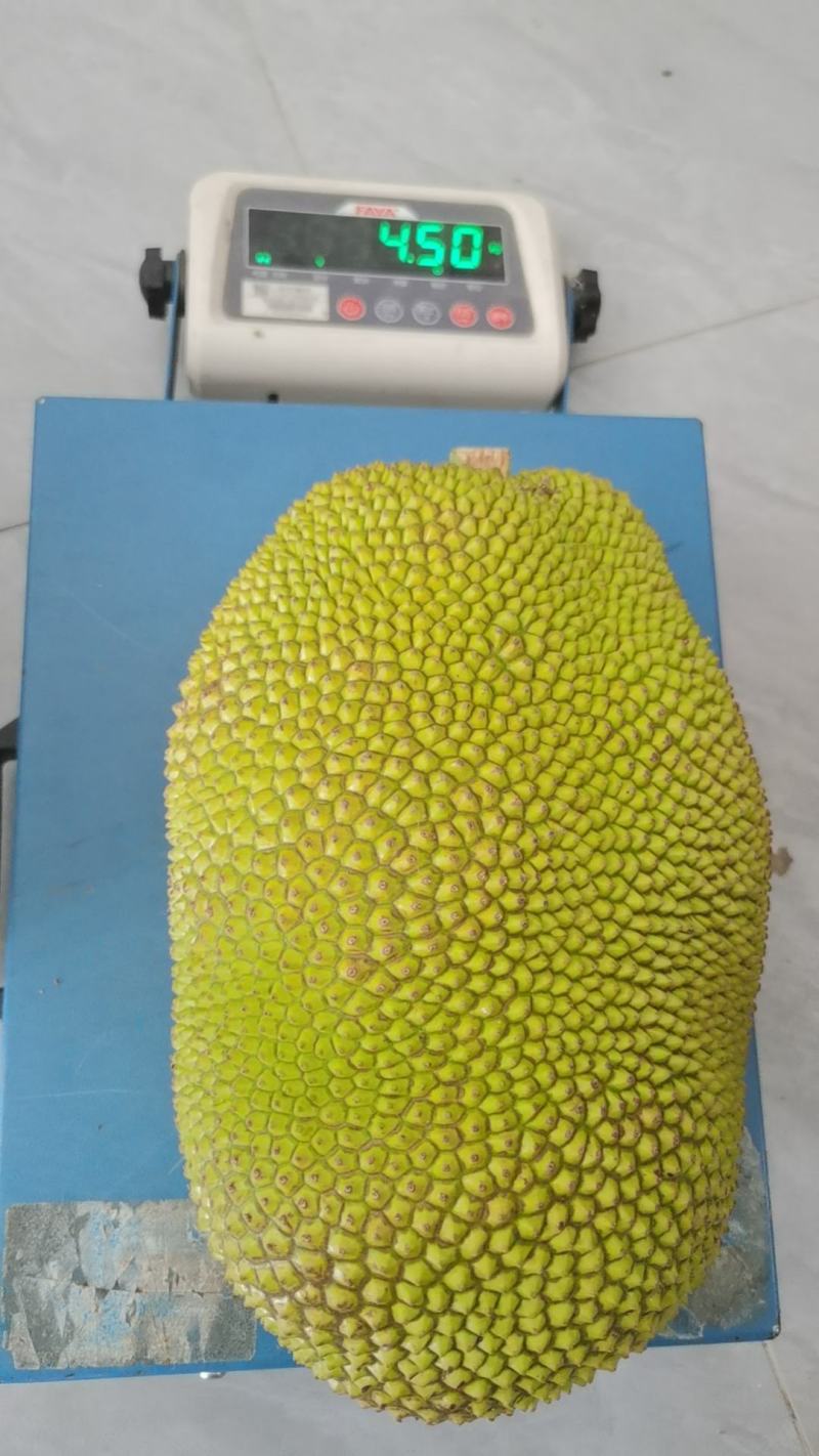 正宗广东菠萝蜜，本地、四季、无胶都有欢迎老板订购