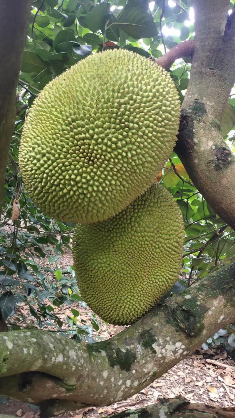 正宗广东菠萝蜜，本地、四季、无胶都有欢迎老板订购