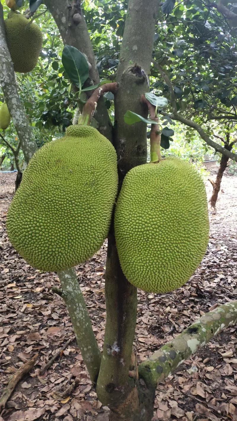 正宗广东菠萝蜜，本地、四季、无胶都有欢迎老板订购