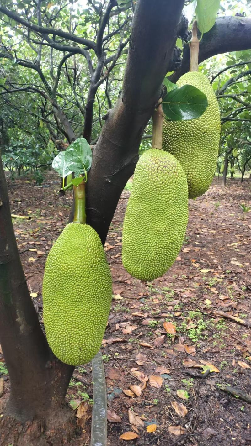 正宗广东菠萝蜜，本地、四季、无胶都有欢迎老板订购
