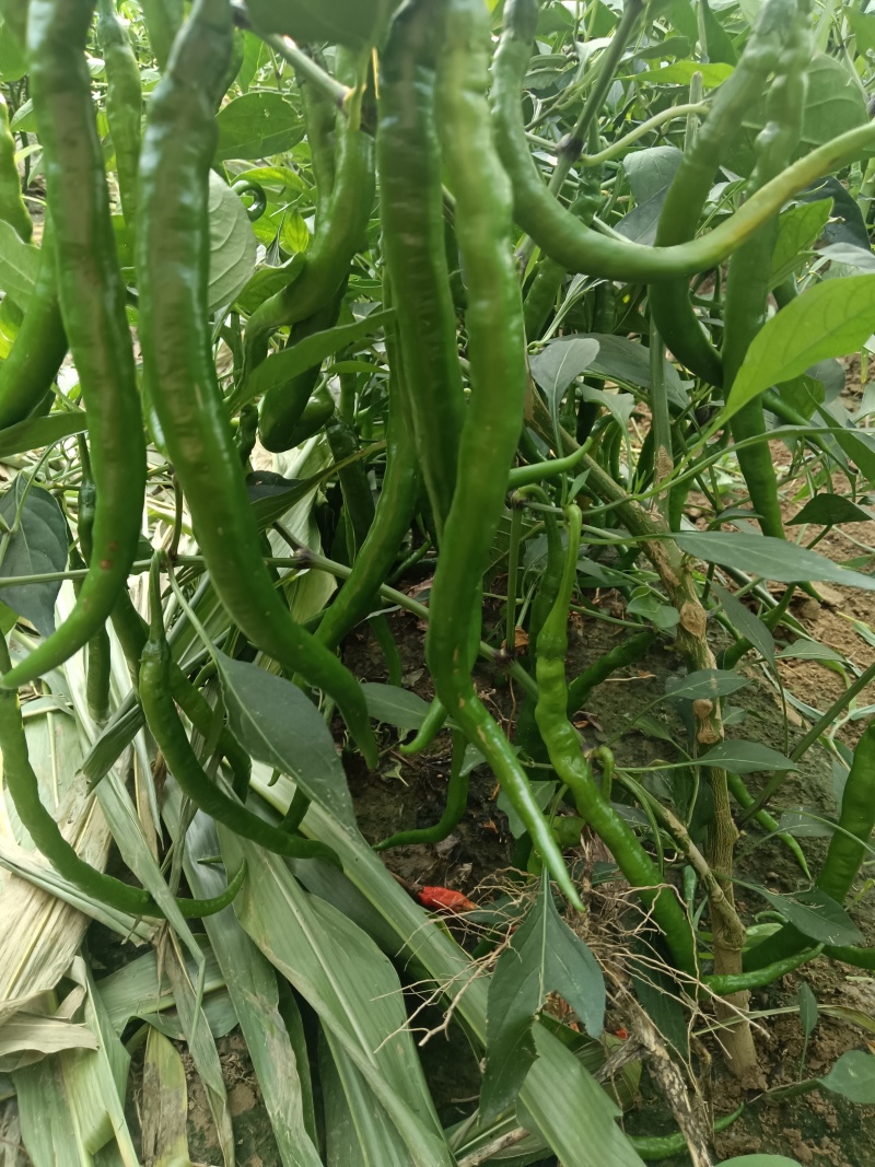 线椒