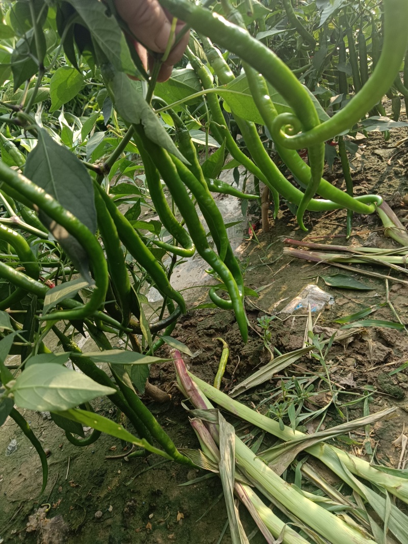 线椒