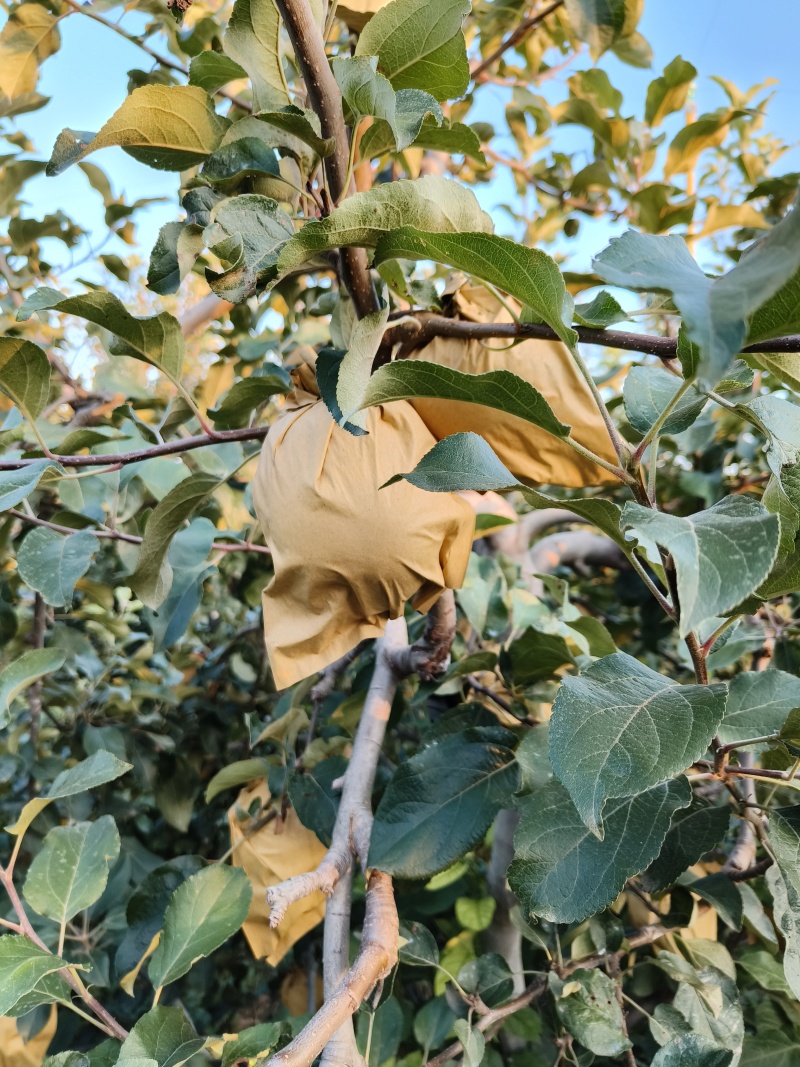 华硕苹果，量大，供货
