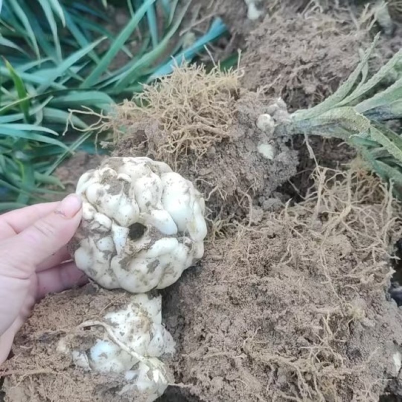 特级