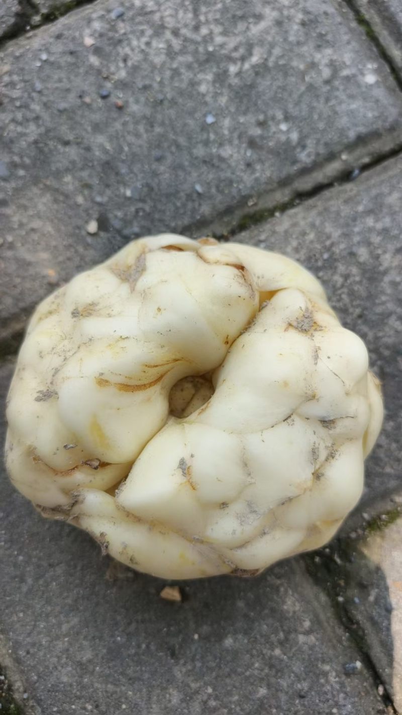 特级