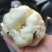 特级