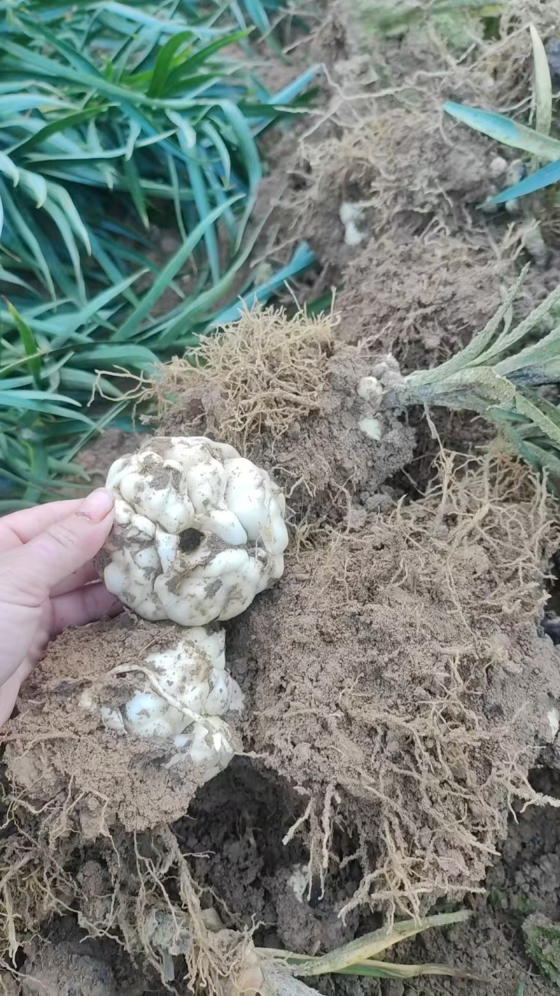 特级