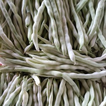 白不老。白芸豆，摘不败压爬架产量高颜色白口感鲜美欢迎采购