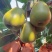 红心猕猴桃