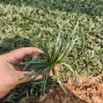玉龙草