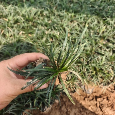 玉龙草