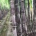 黄金甘蔗黑皮甘蔗农田全包代种植合作可定制