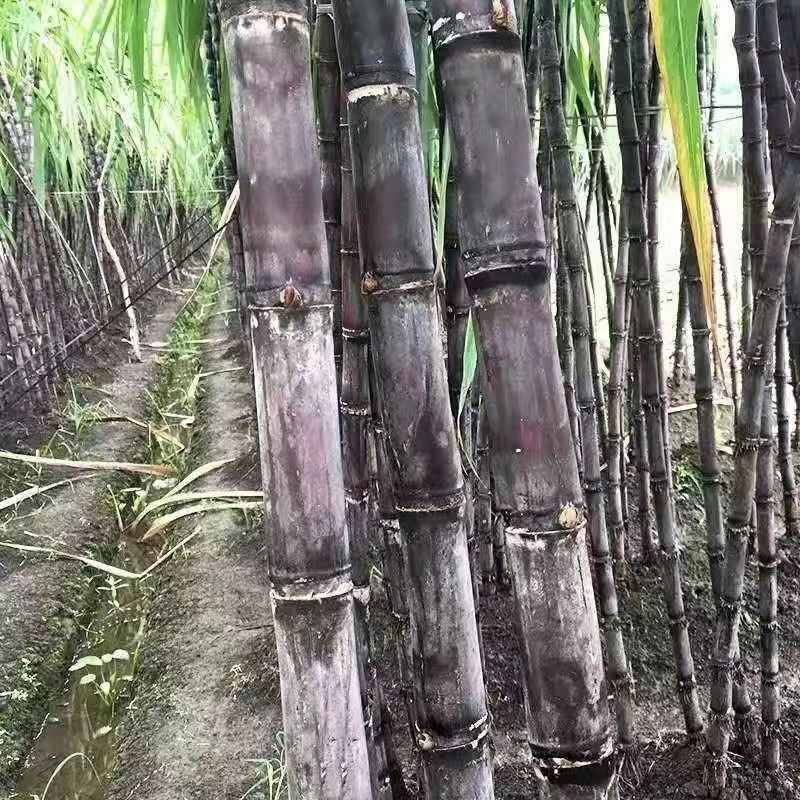 黄金甘蔗黑皮甘蔗农田全包代种植合作可定制