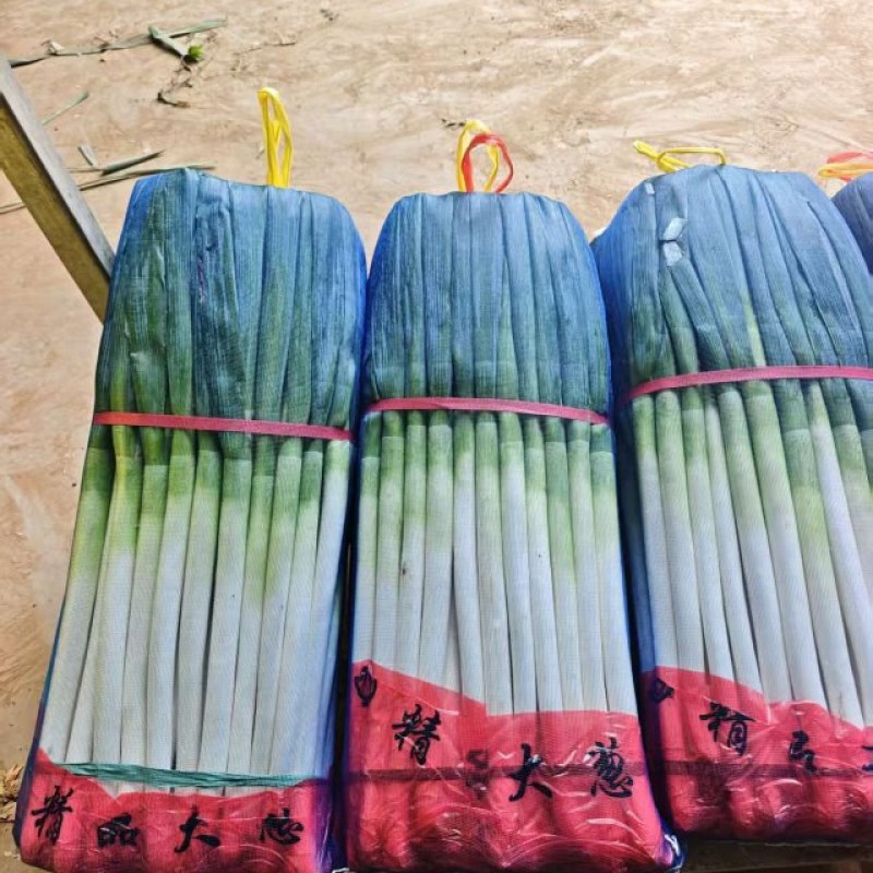 精品铁杆大葱