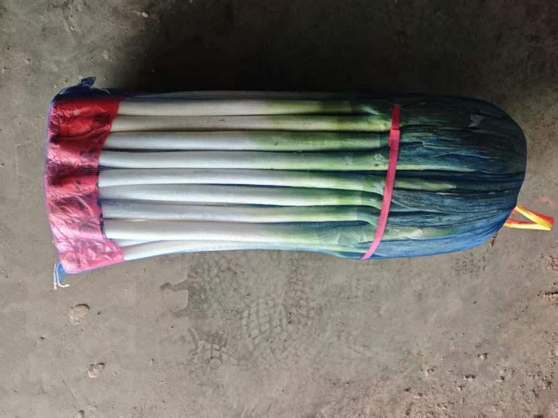 精品铁杆大葱