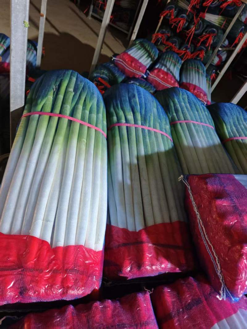 精品铁杆大葱