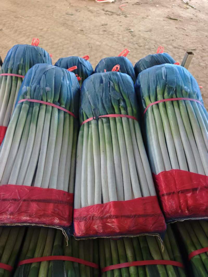 精品铁杆大葱