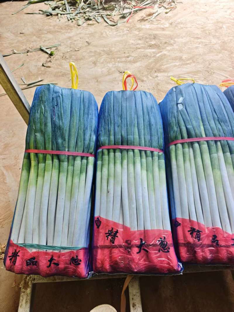精品铁杆大葱
