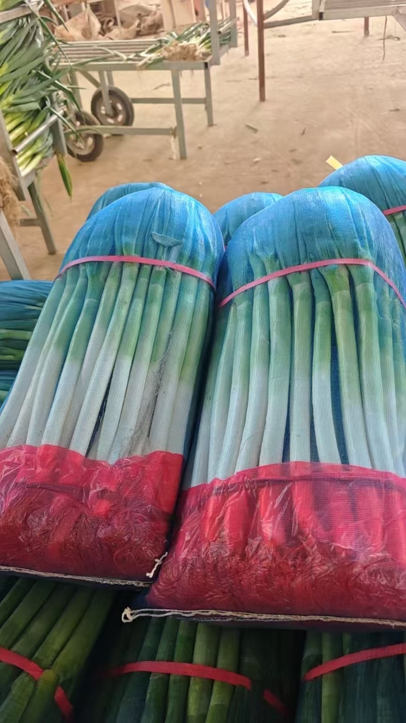 精品铁杆大葱