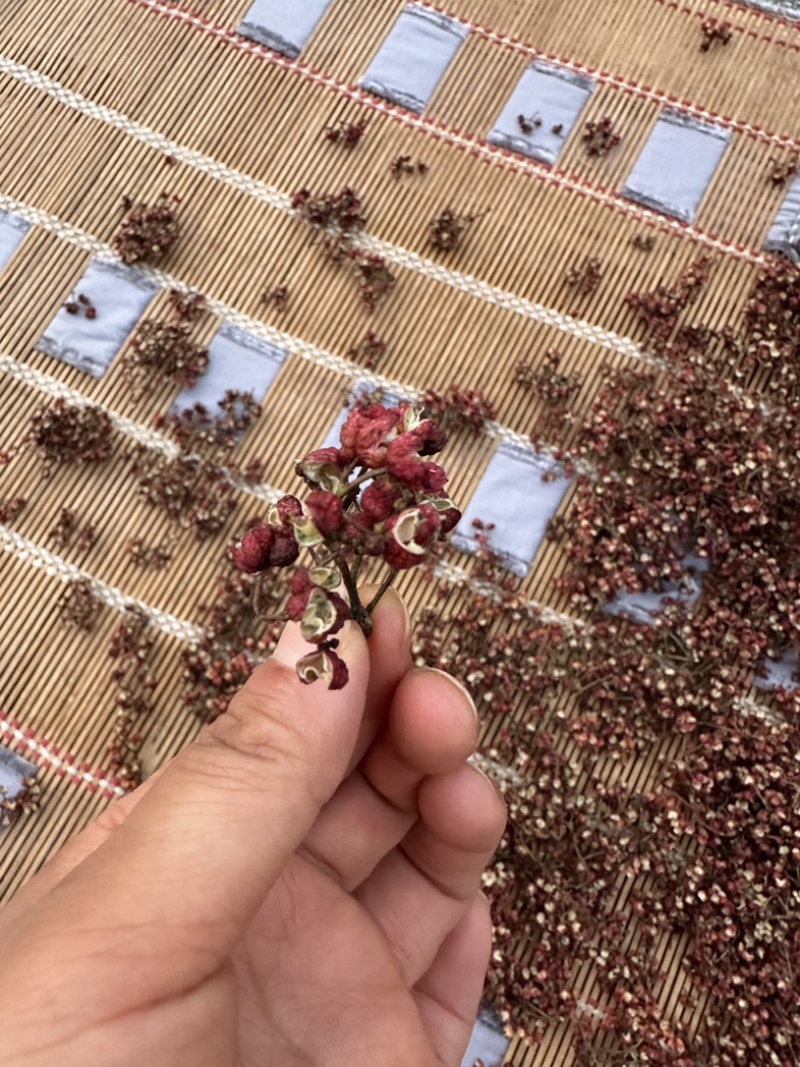 7月25日，2026新花椒！这是早熟花椒图片！