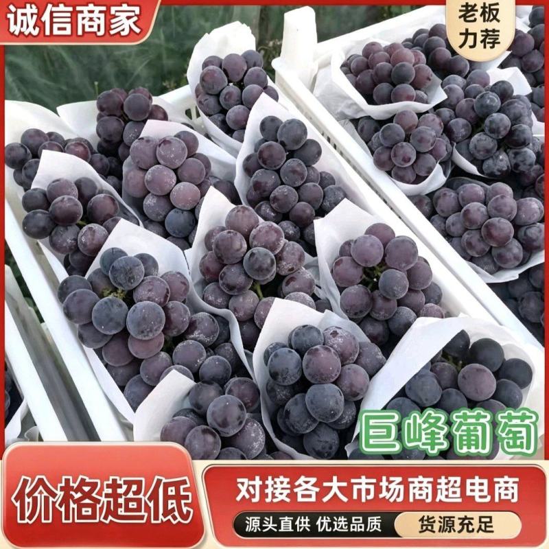 山东冠县巨峰葡萄大量现货，诚信代办代收代发，质量保证