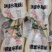 真实价格，水果藕，洪湖莲藕，用于清炒和刺生制作。