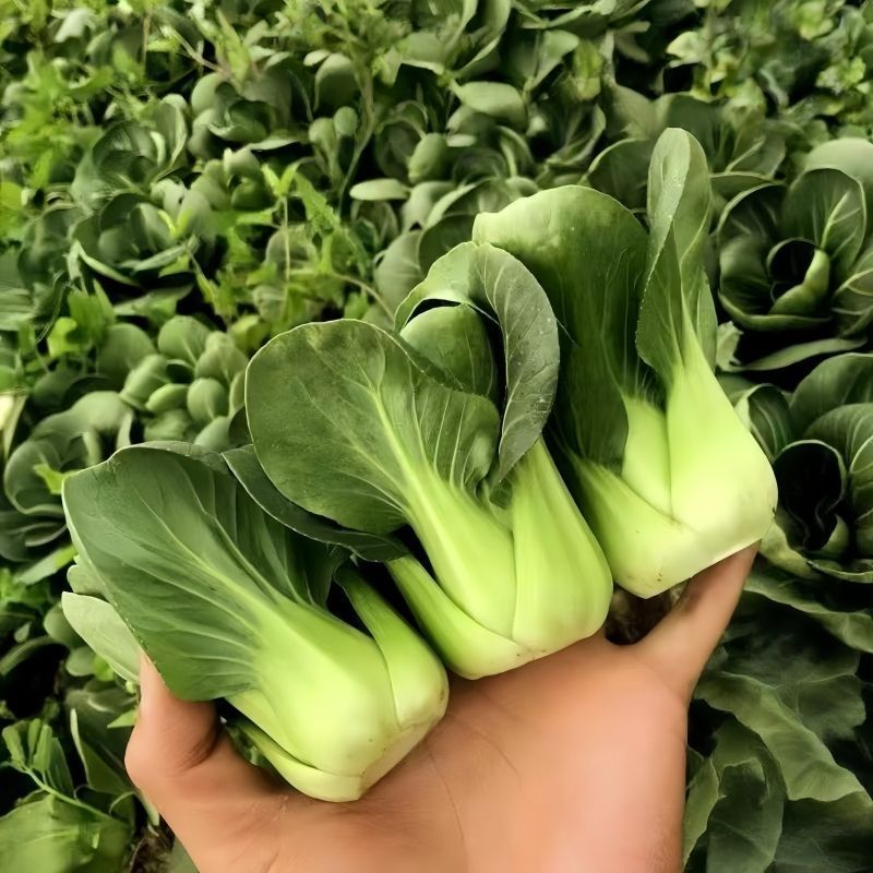 黑胖胖2号青梗菜种子杂交一代苏州青特矮株糯性强风味美黑矮
