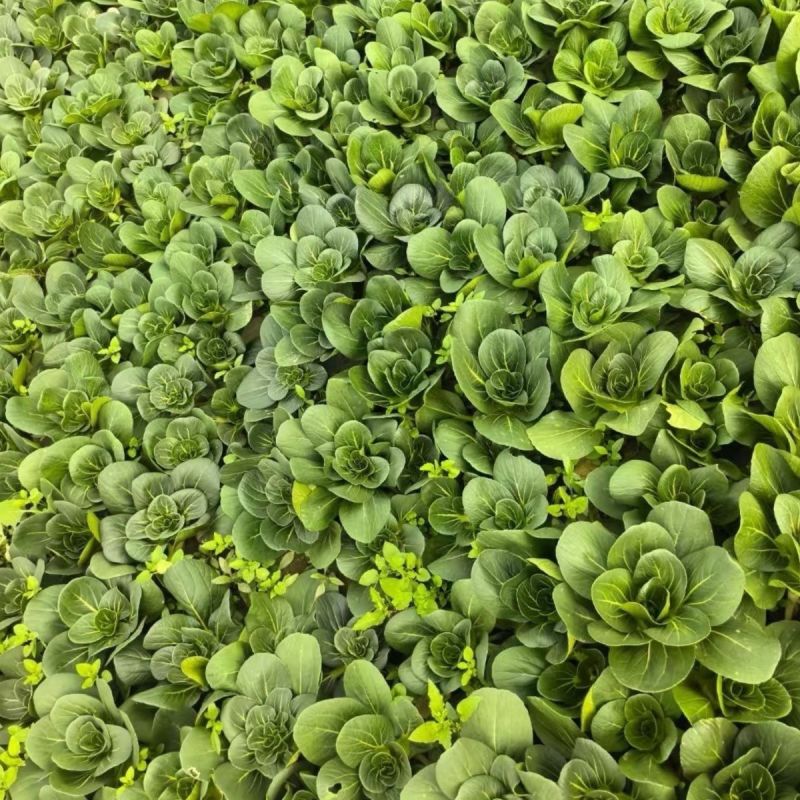 黑胖胖2号青梗菜种子杂交一代苏州青特矮株糯性强风味美黑矮
